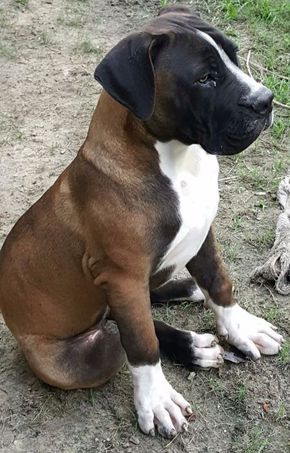 British Mastiff, South African Mastiff, African Boerboel, Mastiff Puppy, Pet Anime, Mastiff Breeds, Giant Dog Breeds, Mastiff Puppies, Mastiff Dogs