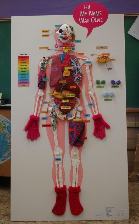 Body Art Project, Anatomy Projects College, Human Body Systems Projects High School, Human Body Model Project, Cell City Project, Science Exhibition Working Models, Skeletal System Project, Human Body Systems Projects, Body Systems Project