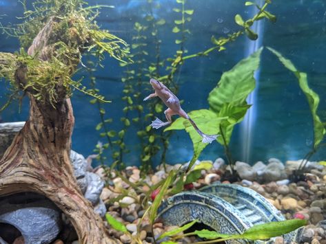 Aquatic Frog Tank, Frog Aquarium Ideas, Frog Aquarium, Nerite Snail, Director Office, Frog Tank, Aquatic Pets, Aquarium Set, Dream Future