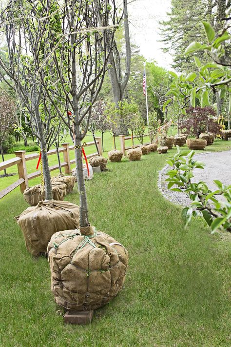 Planting an Orchard Out Back - This Old House Planting Fruit, Fruit Trees Backyard, Land Ideas, Planting Fruit Trees, Orchard Design, Orchard Garden, Orchard Tree, Growing Fruit Trees, Farm Land