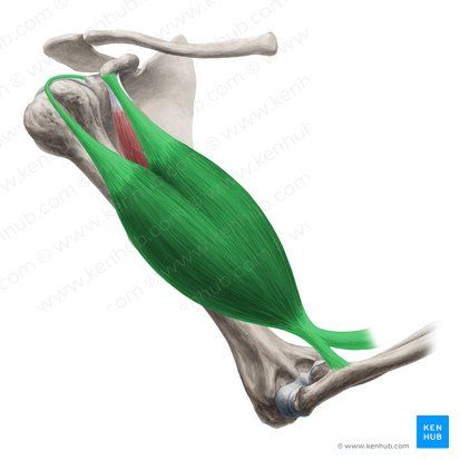 Oblique Muscles Anatomy, Muscle Of Upper Limb Anatomy, Lower Limb Muscles Anatomy, Insertion And Origin Of Muscles, Supraspinatus Muscle, Axillary Nerve, Subscapularis Muscle, Upper Limb Muscles Origin Insertion, Radial Nerve