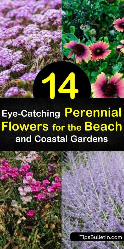 14 Eye-Catching Perennial Flowers for the Beach and Coastal Gardens Beach Garden Design, Coastal Landscaping Ideas, Coastal Backyard, Beach House Landscaping, Coastal Landscaping, Russian Sage, Florida Landscaping, Coastal Garden, Attract Hummingbirds