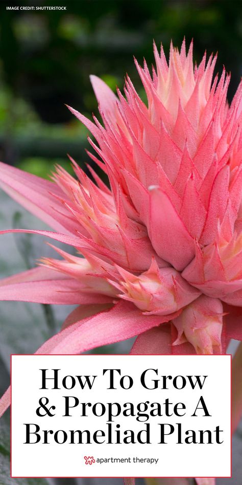 Bromeliads Care, Aechmea Fasciata, Epiphytic Plants, Bromeliads Garden, Bromeliads Landscaping, Bromeliad Plant, Geraniums Garden, Tropical Backyard Landscaping, Amaryllis Plant