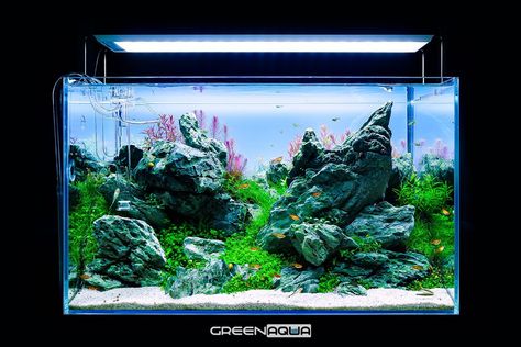 Brazilian-Style In Just 60 Liters Is A Novelty In Our Gallery😉🇧🇷 What Do You Guys Think?🤔 #greenaqua #aquascaping #aquascape #plantedtank… | Instagram Brazilian Aquascape, Brazilian Style, Green Aqua, October 29, Aquascaping, Aquatic Plants, Planted Aquarium, Aqua Green, Aquariums