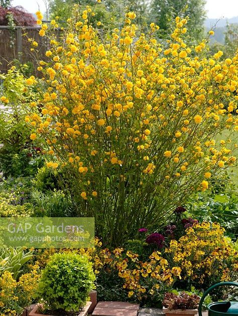 Kerria japonica 'Pleniflora'   kerrias grow 5' tall and up to 6' wide.  Grow in shade and partial shade . meidum soil, some moisture works well for them. scale of leaf and bit of shine on leaf might be better and more fun with box or other material then forthysia with it's bigger darker leaf Kerria Japonica Pleniflora, Japonica Plant, Clethra Alnifolia, Kerria Japonica, Yellow Combination, Kalmia Latifolia, Architectural Plants, Shade Shrubs, Garden Nook