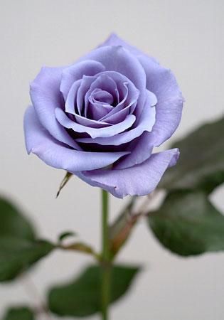 This is the color of one of my latest roses. Rose Violette, Trendy Flowers, Garden Fountains, Purple Rose, Garden Care, Blue Roses, Love Rose, Purple Roses, Blue Rose