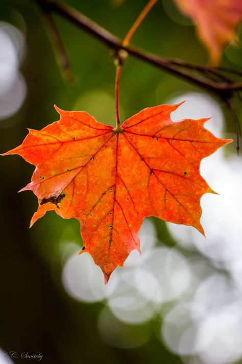 Last Day Of September, Autumn Scenes, Fabulous Fall, Fall Plants, Autumn Beauty, Fall Pictures, Tree Leaves, Orange And Yellow, Autumn Garden