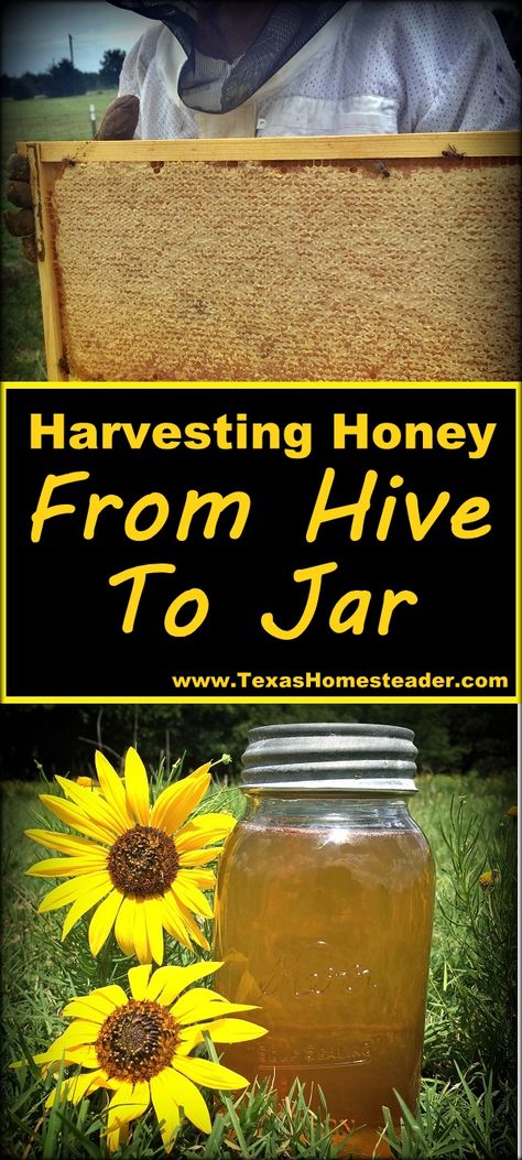 Honey Harvesting Beekeeping, Canning Honey, Extracting Honey, Homesteading Inspiration, Backyard Bees, Honey Harvest, Honey Bee Farming, Honey Making, Bee Farming