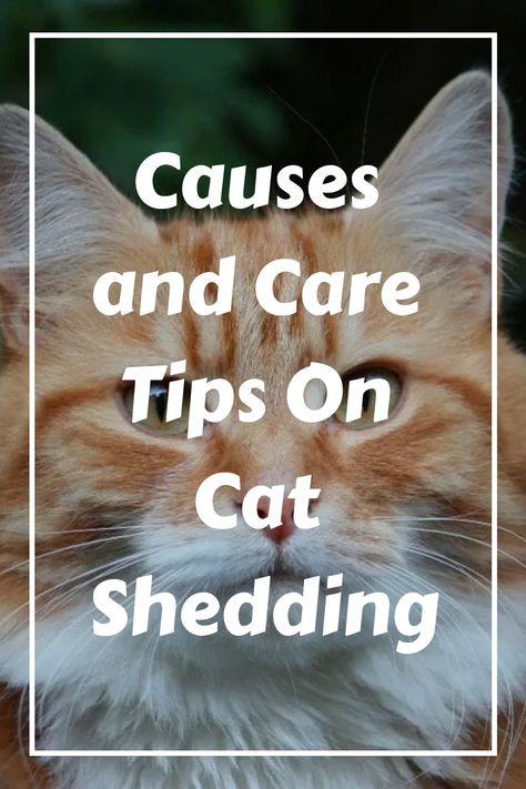 There are a few things that you can do to reduce cat shedding. The first thing is to feed your cat the right food, which will help to contribute to a healthy Cat Shampoo, Black Roots, Cat Shedding, Cat Hiding, Detangler Spray, Long Haired Cats, Hair Shedding, Cat Help, Best Shampoos