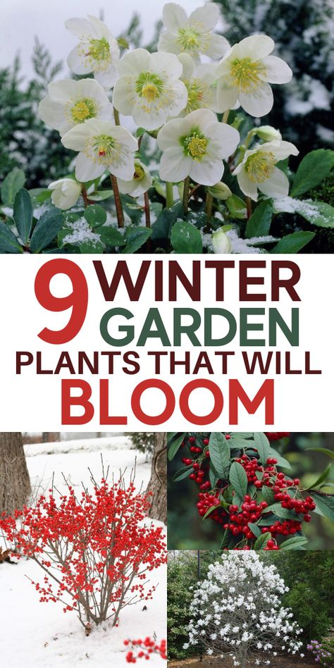 Winter Flowers Garden, Winter Plants, Blooming Plants, Garden Yard Ideas, Winter Flowers, Flowers Wallpaper, Perennial Garden, Autumn Garden, Decoration Christmas