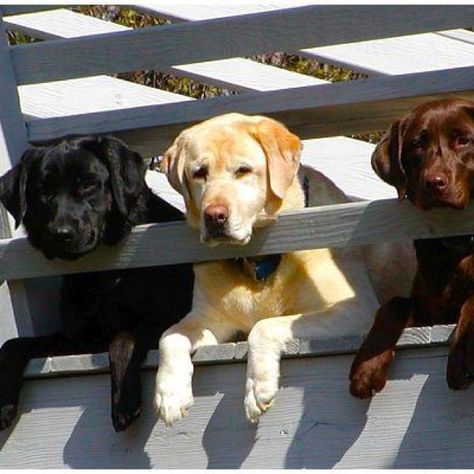 Three dog day Labrador Noir, Chocolate Labs, Lab Dogs, Labrador Retriever Puppies, Black Labs, Adorable Dogs, Lab Puppies, Labrador Retriever Dog, Sweet Dogs