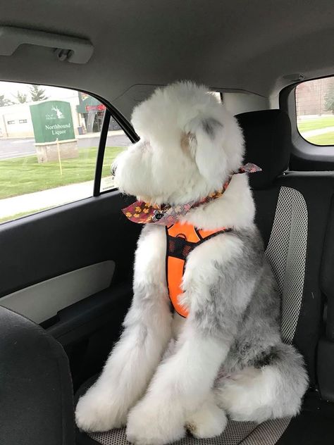 Dogs Pictures, Grooming Shop, Animal Crochet, Working Dog, Yellow Dog, Collar Choker, Doodle Dog, Old English Sheepdog, Fluffy Dogs