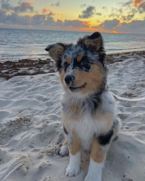 Australian Shepherd Wallpaper, Aussie Collie, Australian Shepherd Aesthetic, Aussie Shepherd Puppy, Blue Merle Australian Shepherd, Surfing Wallpaper, Blue Merle Aussie, Dream Puppy, Aussie Shepherd