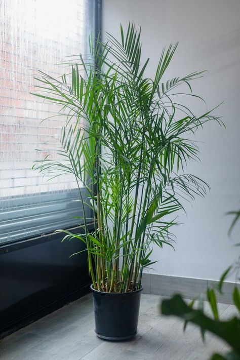 15 Air-Purifying Plants to Cleanse Your Space of Chemicals and Toxins | Architectural Digest Bamboo Palm Plant, Bamboo Palm Indoor, Chinese Bamboo Plant, Humidity Plants, Outdoor Aviary, Plants For House, Home Greenery, Farm Plants, Palm Plants