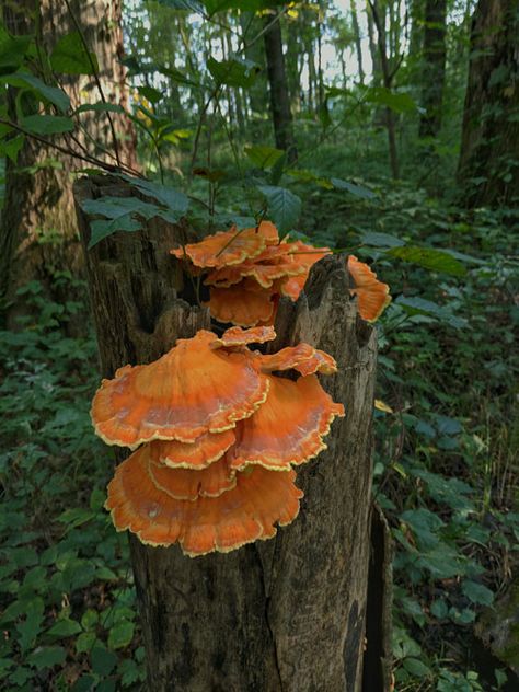 Nature Mystic, Chicken Of The Woods Mushroom, Stream Aesthetic, Fall Foraging, Foraging Mushrooms, Wood Mushrooms, Homemade Fruit Leather, Real Mushrooms, Grow Mushrooms