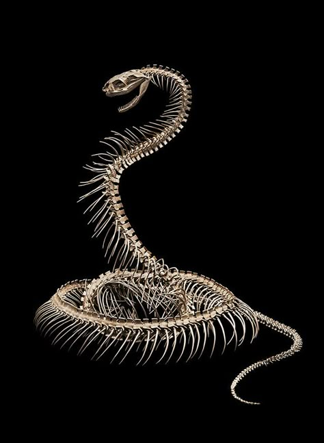 Coyote Skeleton, Snake Skeleton, Worst Tattoos, Animal Skeleton, Skull Reference, Snake Wallpaper, Animals Tattoo, Skeleton Drawings, Animal Skeletons