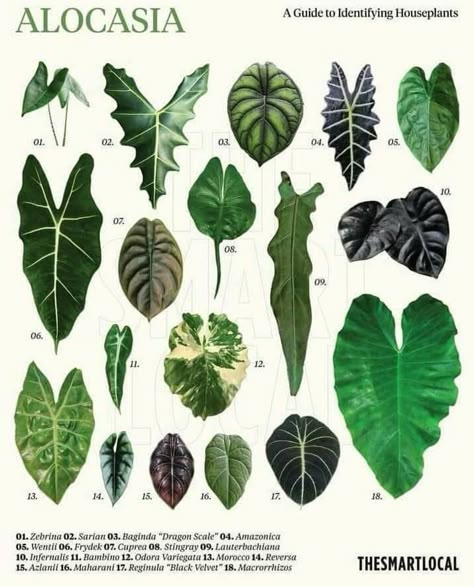 Plant Leaf Identification, Leaf Identification, Alocasia Plant, Illustration Botanique, Houseplants Indoor, Plant Identification, House Plants Decor, Monstera Deliciosa, House Plants Indoor