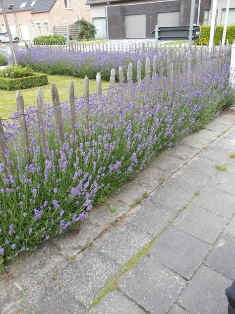 Lavender Along Fence, Dream Backyard Garden, Rose Garden Design, Cottage Garden Design, English Cottage Garden, Farmhouse Garden, Veg Garden, Have Inspiration, School Garden