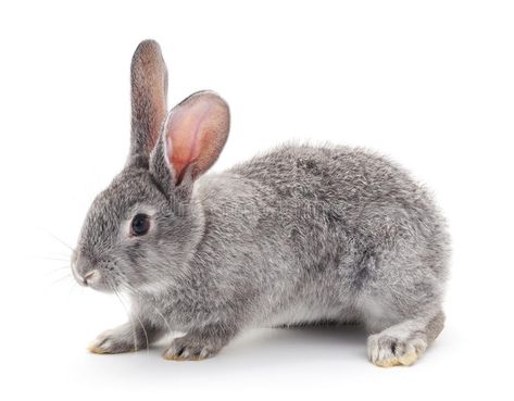 Grey baby rabbit. Grey baby rabbit on a white background , #AFFILIATE, #baby, #Grey, #rabbit, #background, #white #ad Rabbit Background, Rabbit Behavior, Grey Rabbit, Baby Rabbit, Grey Bunny, Grey Baby, Game Inspiration, Background White, A White Background