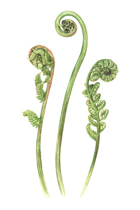 Tree Fern Tattoo, Fiddlehead Fern Illustration, Fiddlehead Fern Art, Fiddlehead Tattoo, Fiddlehead Fern Tattoo, Curled Fern, Fern Reference, Fern Sketch, Fiddle Head Fern