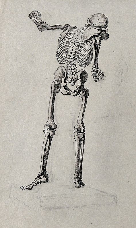 A skeleton in the pose of the Borghese Gladiator seen from behind. Pen and ink drawing. | Wellcome Collection Skeleton Back Drawing, Human Skeleton Drawing, Skeleton Drawing Ideas, Skeleton Back, Skeleton Drawing, Back Drawing, Skeleton Drawings, Wellcome Collection, Human Skeleton