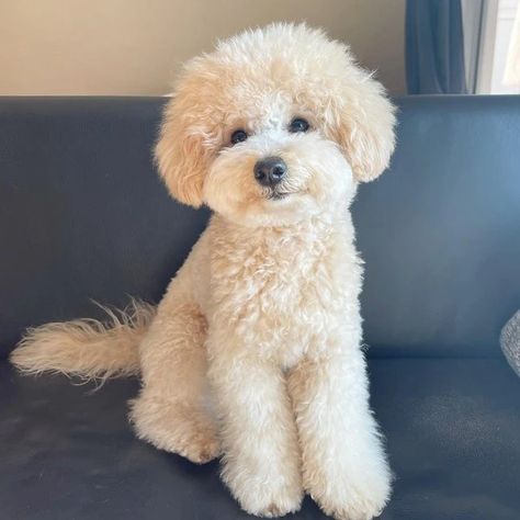 Bichon Frise Haircuts - Top 22 Styles To Try Them Out Now - The Goody Pet Bichon Frise Short Haircut, Bichon Frise Poodle Haircut Styles, Dog Haircuts Poodle, Bichon Poodle Mix Haircut, Bishon Dogs Haircut, Bichonpoo Haircut, Bichpoo Haircut, Cute Dog Haircuts, Bichon Haircut