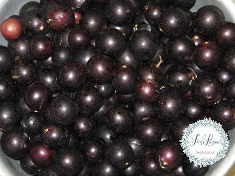 Muscadine Benefits, Muskidines Jelly, How To Make Muscadine Jelly, Muscidime Jelly, Muscadine Jelly Recipe Without Pectin, Easy Muscadine Jelly Recipe, Muscadine Jelly Recipe, Wild Grape Jelly Recipe, Muscadine Recipes