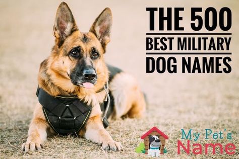 The 500 Best Military Dog Names: Strong, Cool & Powerful – My Pet's Name Strong Dog Names, Police Dog Names, Puppy Names Unique, Tough Dog Names, Puppies Names Female, Marine Dog, Brave Animals, Names Generator, Names Male