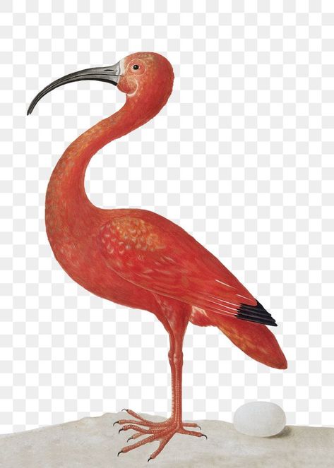 Ibis Bird, Scarlet Ibis, Maria Sibylla Merian, Black Neck, Pink Bird, Red Birds, Vintage Birds, An Egg, Free Illustrations