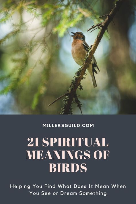 21 Spiritual Meanings of Birds Birds Spiritual Meaning, Robin Meaning, Sparrow Symbolism, Animals Symbolism, Bird Meaning, Female Robin, Feather Tattoo Meaning, Book Of Matthew, Common Birds