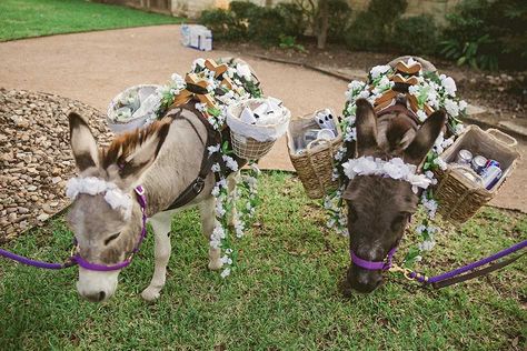 beer-burros-party Donkey Wedding, Miniature Donkeys, Enjoy Your Special Day, Miniature Donkey, Beer Wedding, Cute Donkey, Cross Selling, Western Theme Party, Miniature Horse