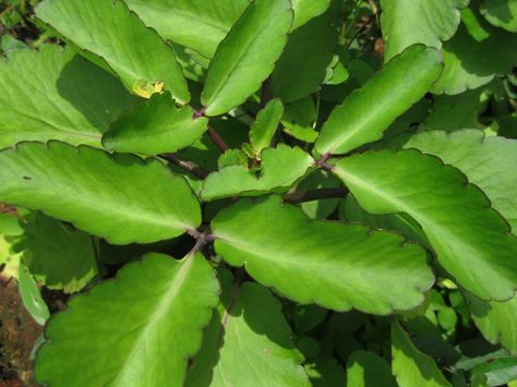 Miracle Leaf, Medicinal Weeds, Herbal Plants, Perennial Herbs, Parts Of A Plant, Organic Plants, Healing Herbs, Medicinal Herbs, Medicinal Plants