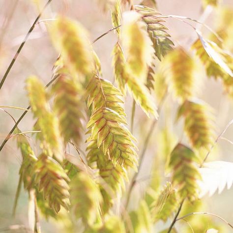 Chasmanthium latifolium (Northern Sea Oats)   Growing Conditions: Full sun or part shade and well-drained soil   Size: To 3 feet tall  Zones: 5-9 Native to North America - This fast-spreading species is loved for its interesting seed heads, which hang off the stems and look like wind chimes. Note: It is a fast spreader, so plant with care. Northern Sea Oats, Ornamental Grass Landscape, Blue Oat Grass, Mexican Feather Grass, Sea Oats, Japanese Forest, Fountain Grass, Seed Heads, Grasses Landscaping