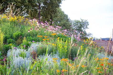 Favorite Native Plant Combinations: Experts Share the Best Plant Pairings Plant Pairings, Pollinator Garden Design, Native Plant Landscape, Prairie Garden, Native Plant Gardening, Live Oak Trees, Gardening Trends, Perennial Shrubs, Planting Hydrangeas