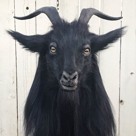 Goat Portrait Photography, Creepy Goat Art, Goat Side Profile, Goat Reference Drawing, Goats Aesthetic, Goat Profile, Scary Goat, Goat Reference, Goat Pfp