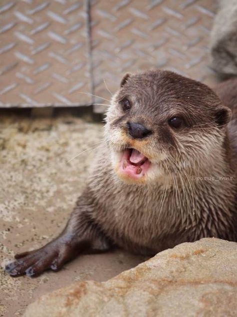 Significant Otter, Cute Otter, Otters Cute, Otter Love, Baby Otters, River Otter, Tropical Animals, Cute Kawaii Animals, Lovely Creatures