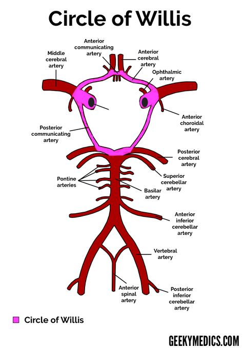 Arterial Supply of the Brain | Circle of Willis | Geeky Medics Arteries Anatomy, Circle Of Willis, Nervous System Anatomy, Brain Surgeon, Medical School Life, Medicine Notes, Basic Anatomy And Physiology, Nurse Study Notes, Medical Student Study