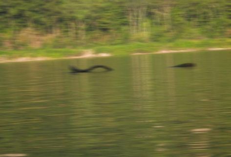 Devil's lake monster (Wisconsin - USA) Lake Monster, Monster Book, Lake Monsters, Unexplained Mysteries, Sea Monster, Aliens And Ufos, Paranormal Investigation, Lake Water, Hunting Trip