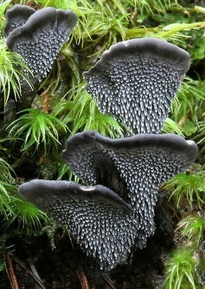 Phellodon Sinclairii by myxonz - Pixdaus Black Mushrooms, Mushrooms Growing, Lichen Moss, Mushroom Pictures, Plant Fungus, Slime Mould, Forest Photos, Mushroom Fungi, Moss Wall