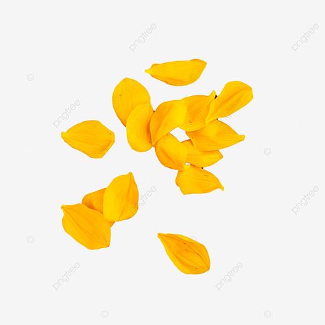 sunflower with petals Yellow Plants, Eid Al-adha, Plant Background, Transparent Image, Creative Background, Photography Illustration, Yellow Sunflower, White Clouds, Flower Clipart