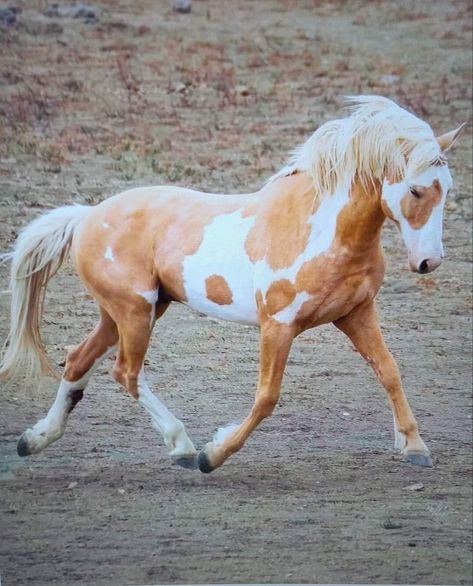 Mustangs Horse, Cheval Pie, Horse Mustang, Mustang Horses, Wild Horses Mustangs, Wild Horses Photography, Horse Coat Colors, Beautiful Horses Photography, American Paint Horse