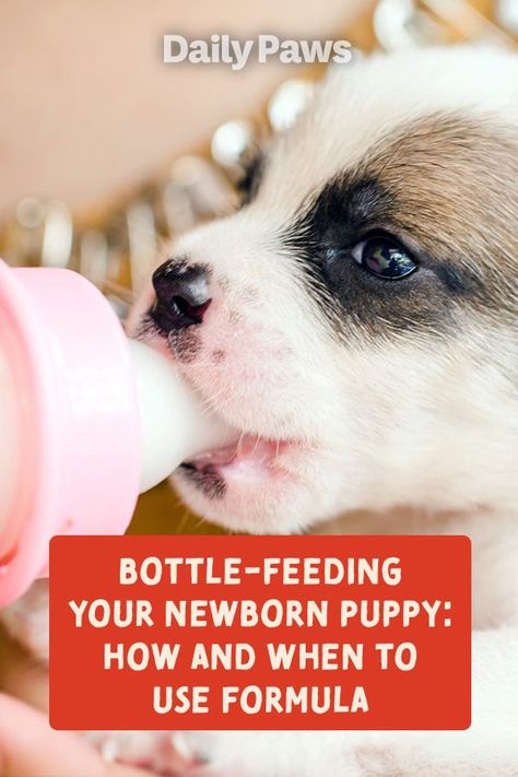 Learn how you can support your newborn puppy’s health and growth with formula if the mother’s milk is not an option. Get tips on the best formula options and how to make your own pet formula at home. #petcare #pets #pethealth #healthypets #petnutrition #petdiet #kittenhealth #puppyhealth Bottle Feeding Puppies, Dry Up Milk Supply, Newborn Puppy Care, Feeding Puppies, Bottle Feeding Newborn, Feeding Puppy, Whelping Puppies, Milk Replacement, Newborn Puppy