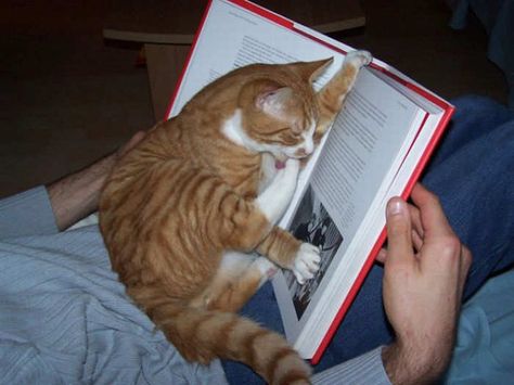 Cats Reading, Cat Presents, Cat Book, Cat Reading, Bedtime Story, Cat Books, Cat Hoodie, Cat Training, Cat Person