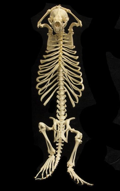 A different look at a lounging sea otter. Otter Skeleton, Wild Sea, Wet Specimen, Animal Skeletons, Sea Otters, Animal Skull, Vulture Culture, Animal Anatomy, Skeleton Bones