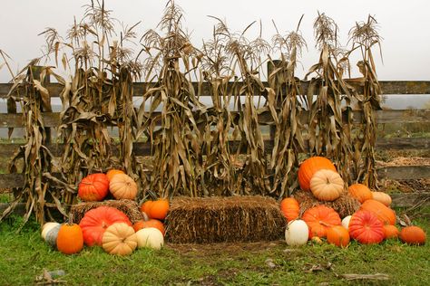 Pumpkins, hay, and cornstalks on display at Two Brothers Pumpkin Patch  Carnation, Washington Fall Photo Booth Ideas, Fall Photo Booth, Fall Photo Props, Photo Booth Ideas, Fall Backdrops, Fall Carnival, Outside Fall Decor, Corn Stalks, Fall Mini Sessions