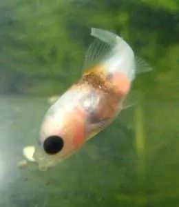 Baby Goldfish: How to take care of goldfish babies – The Goldfish Tank Baby Goldfish, Goldfish Care, Goldfish Tank, Be Safe, Aquariums, How To Take, Goldfish, Koi, Take Care