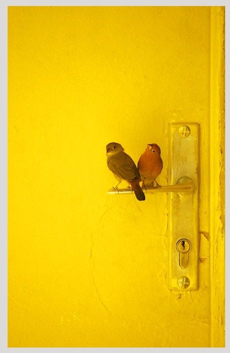 chirp chirp Manipura Chakra, Yellow Door, Yellow Doors, Yellow Wall, Jaune Orange, Yellow Submarine, Two Birds, Yellow Aesthetic, Mellow Yellow