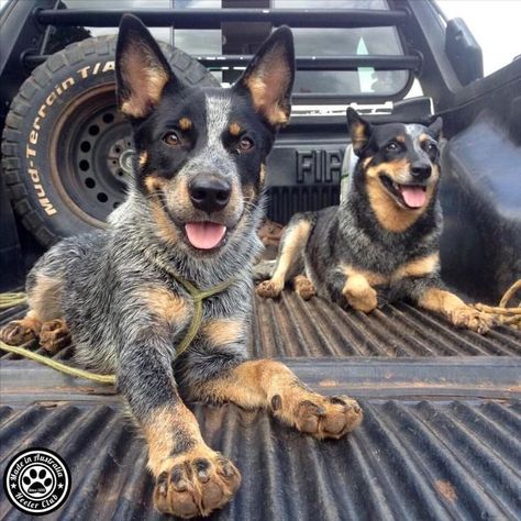 Cattle Dog Puppy, Aussie Cattle Dog, Austrailian Cattle Dog, Blue Heeler Puppies, Cattle Dogs Rule, Heeler Puppies, Blue Heeler Dogs, Australian Cattle Dogs, Farm Dogs