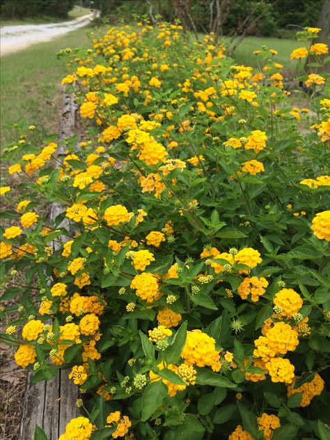 Lantana Lantana Landscaping, Trailing Lantana Landscaping, Lantana Companion Plants, White Trailing Lantana, Bandana Lantana, Deer Repellent, Lantana Flower, Yellow Lantana, Mediterranean Garden Design