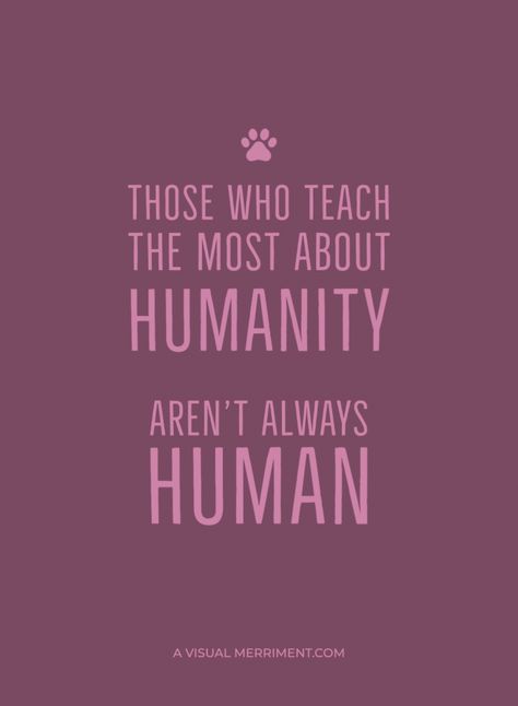 Those who teach the most about humanity, aren't always human | dog cat quote for pet lovers | A Visual Merriment #cat #dog #pet #avisualmerriment Companion Quotes, Pet Quotes Cat, Animal Rescue Quotes, Influence Quotes, Tnr Cats, Human Dog, Pet Quotes, Cat Quote, Diy Unicorn